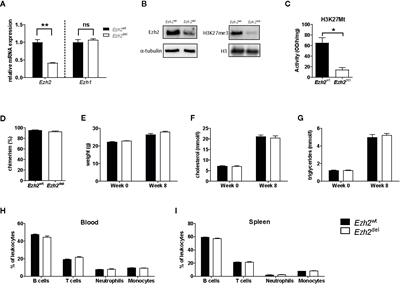 Myeloid Ezh2 Deficiency Limits Atherosclerosis Development